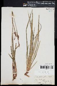 Carex polymorpha image