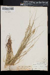 Carex muricata var. sterilis image