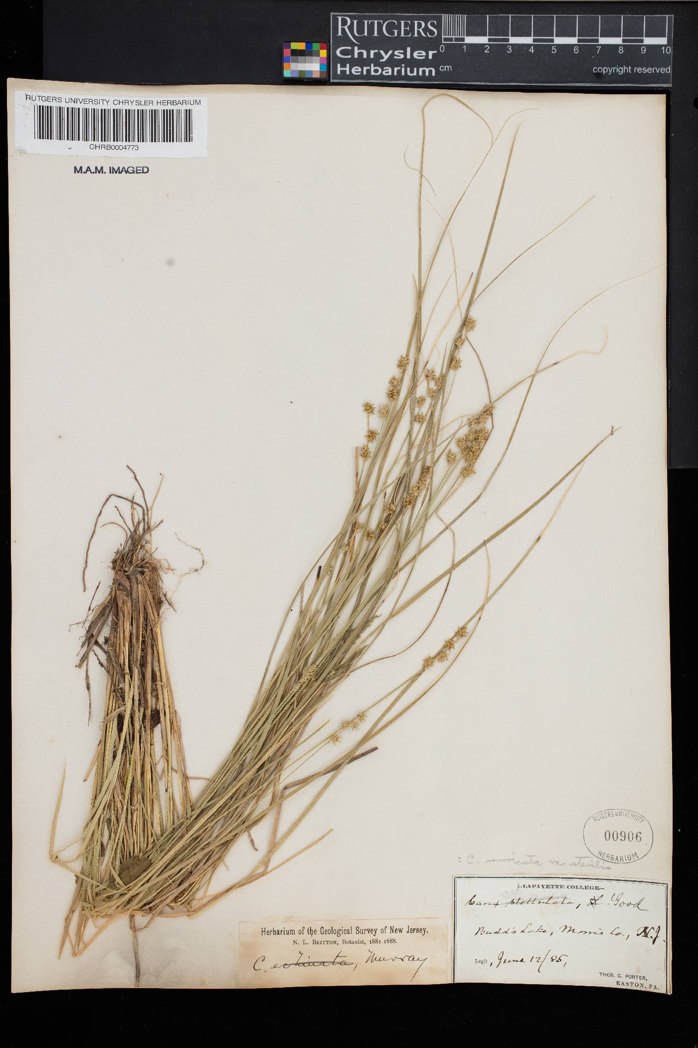 Carex muricata var. sterilis image