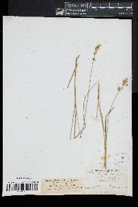 Carex muricata image