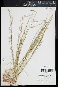 Carex silicea image