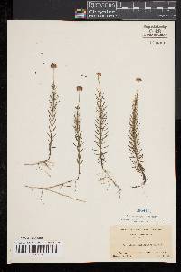 Sclerolepis uniflora image