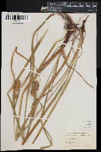 Carex typhina image