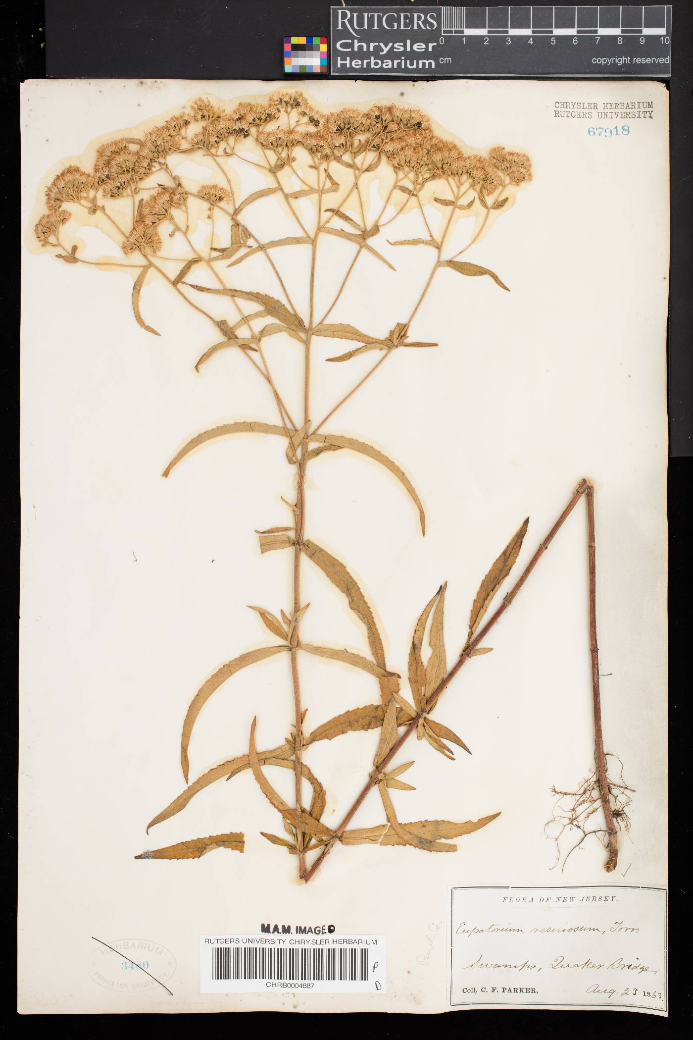 Eupatorium resinosum image