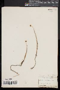 Sclerolepis uniflora image