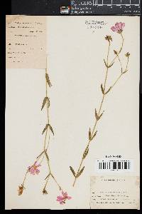 Sabatia dodecandra image