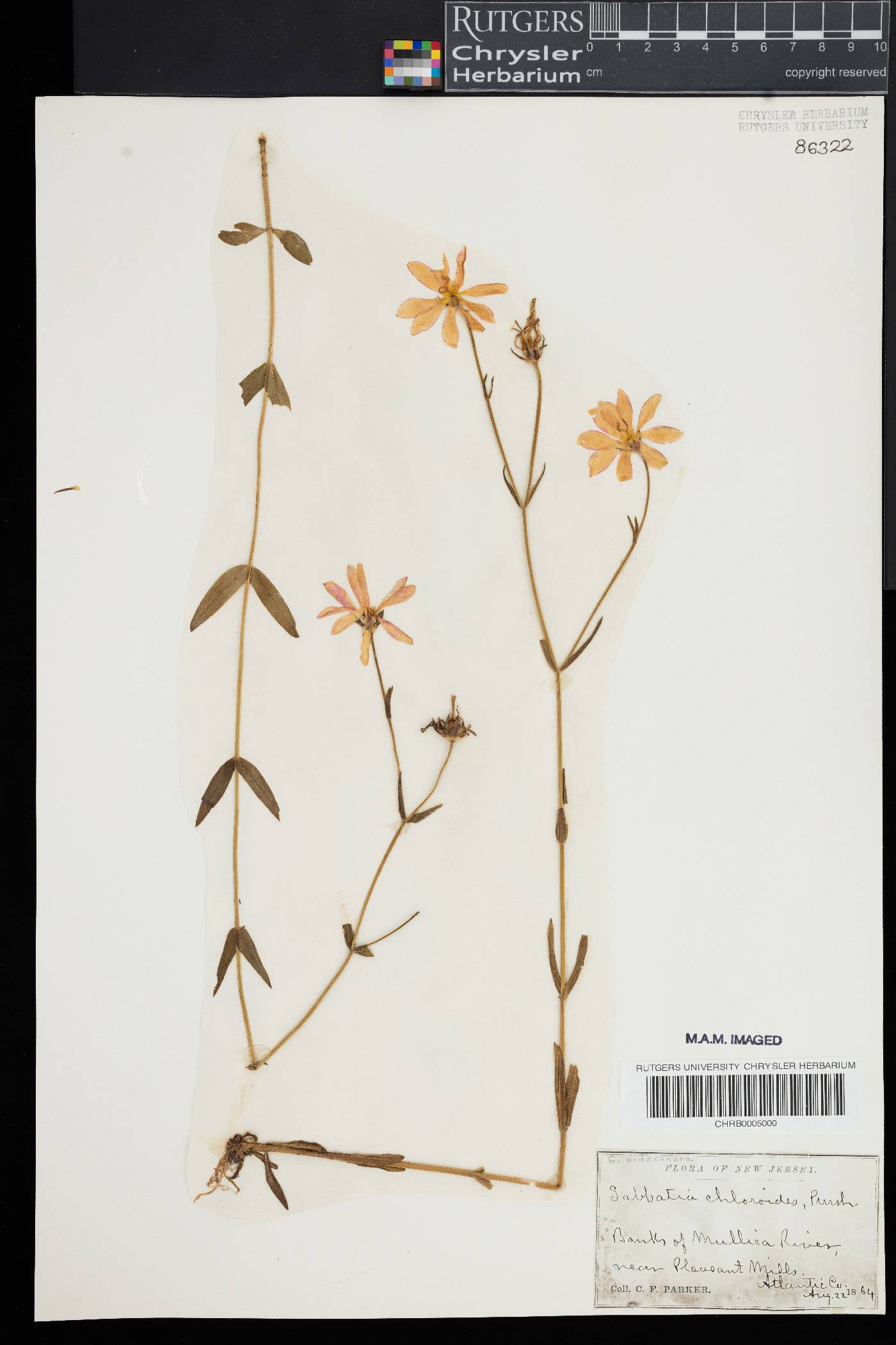 Sabatia dodecandra image