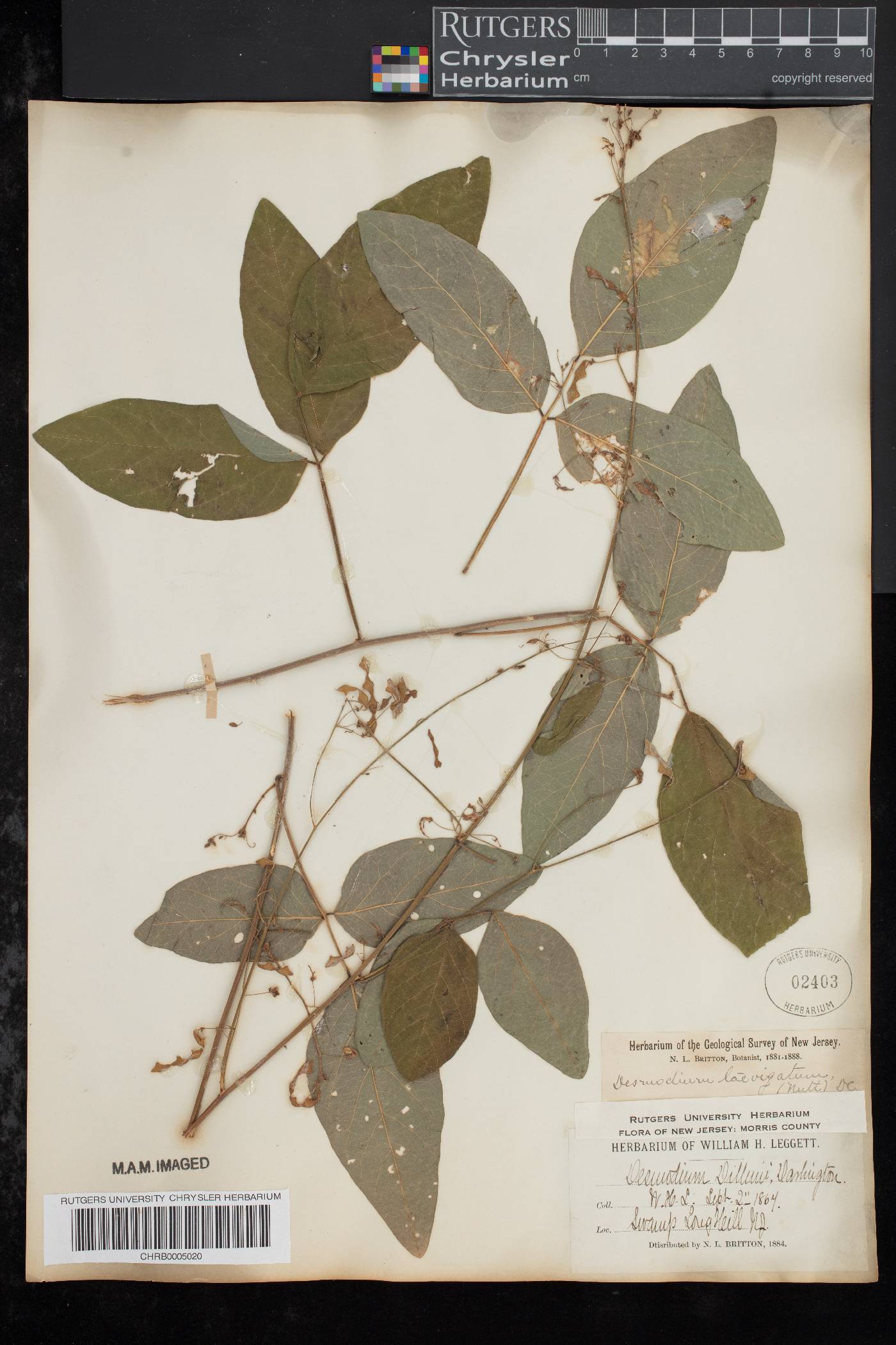 Desmodium laevigatum image