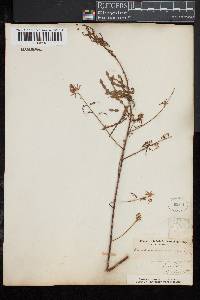 Desmodium cuspidatum image