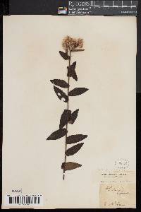 Pluchea foetida image