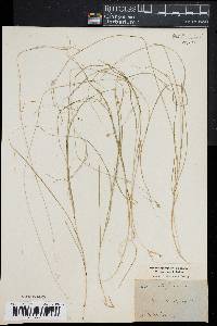 Carex trisperma image