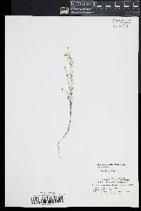 Bartonia paniculata image