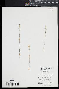 Bartonia paniculata image