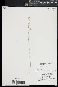 Bartonia paniculata image