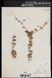 Image of Plocosperma buxifolium