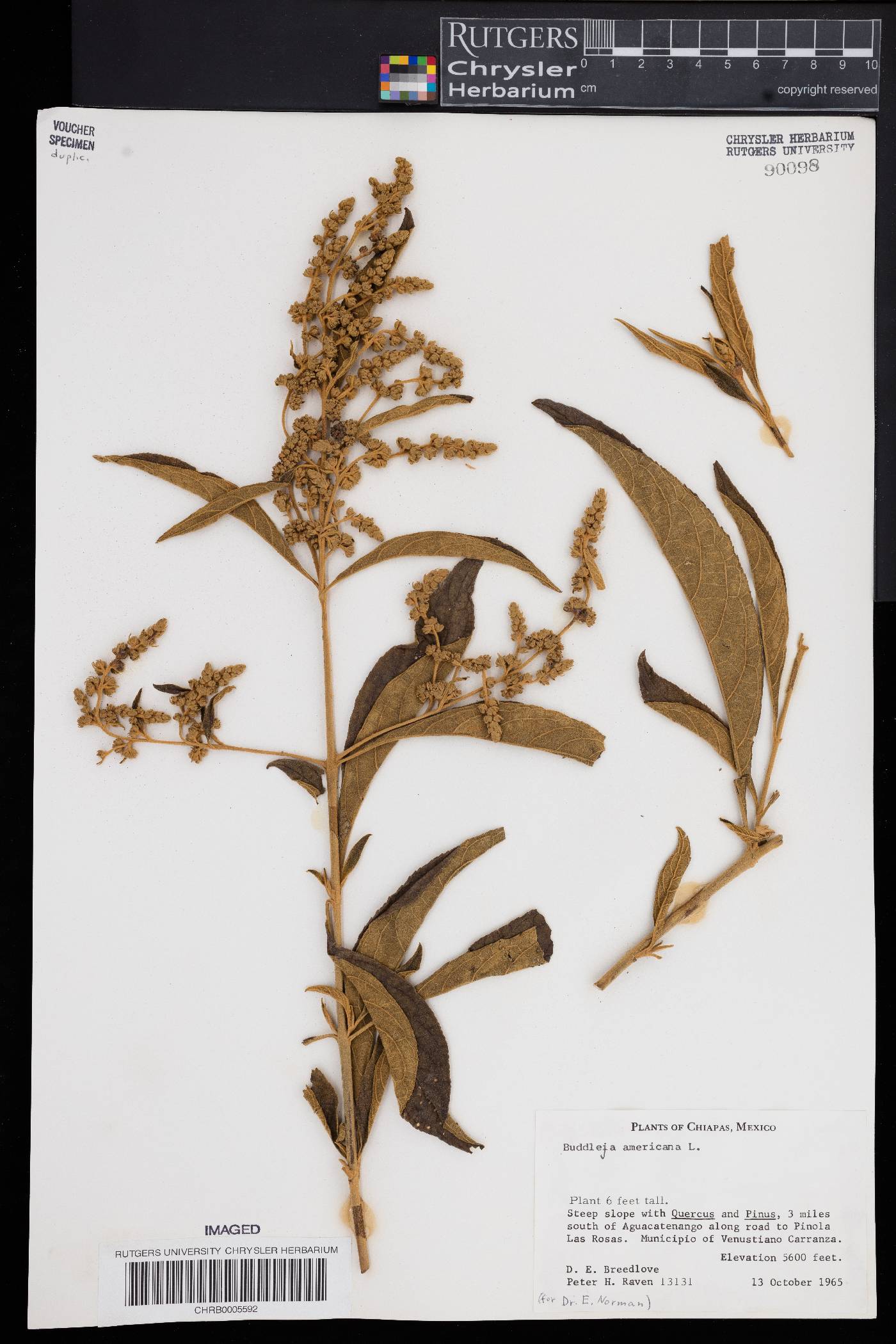 Buddleja americana image