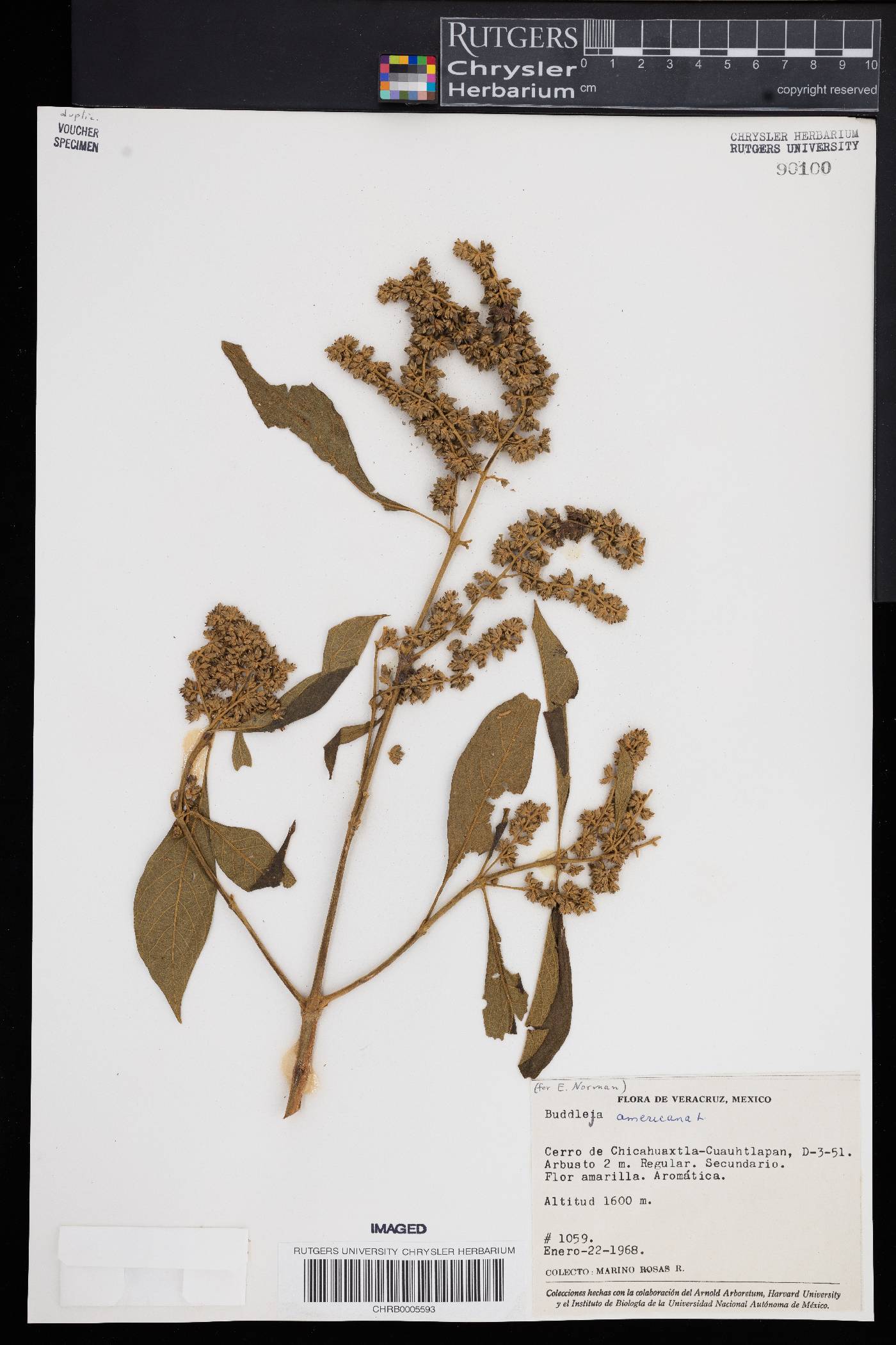 Buddleja americana image