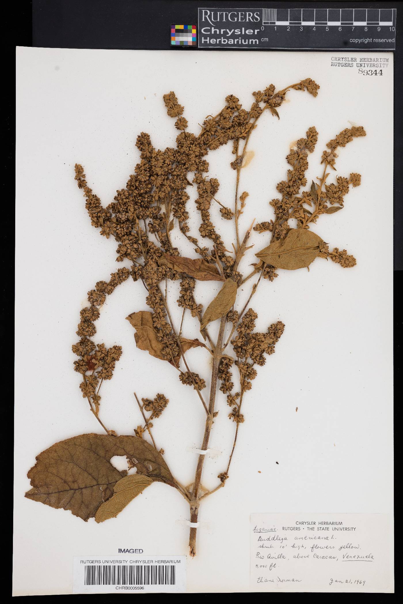 Buddleja americana image