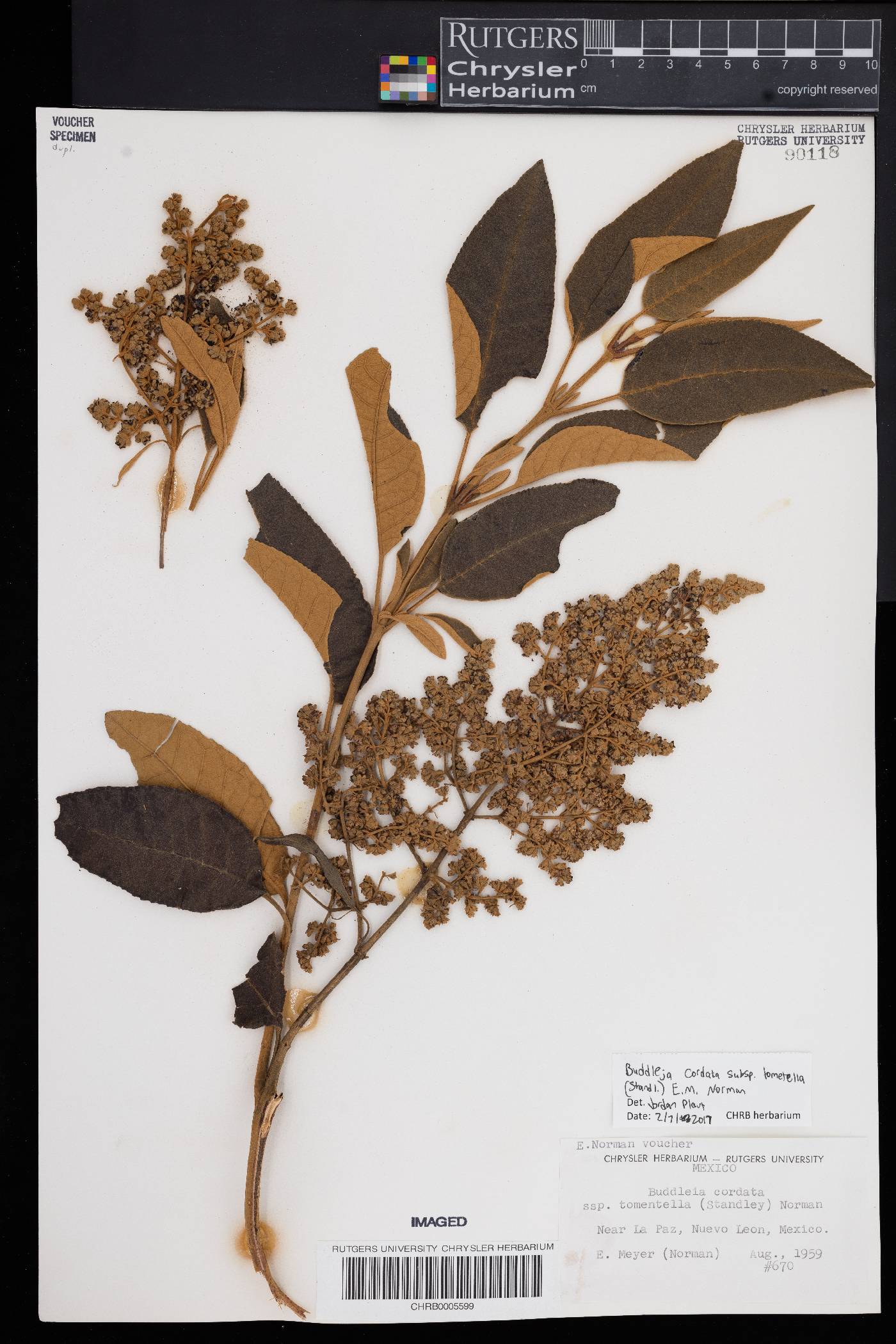 Buddleja cordata image