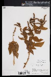 Buddleja crotonoides image