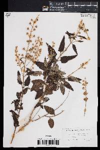 Buddleja racemosa image