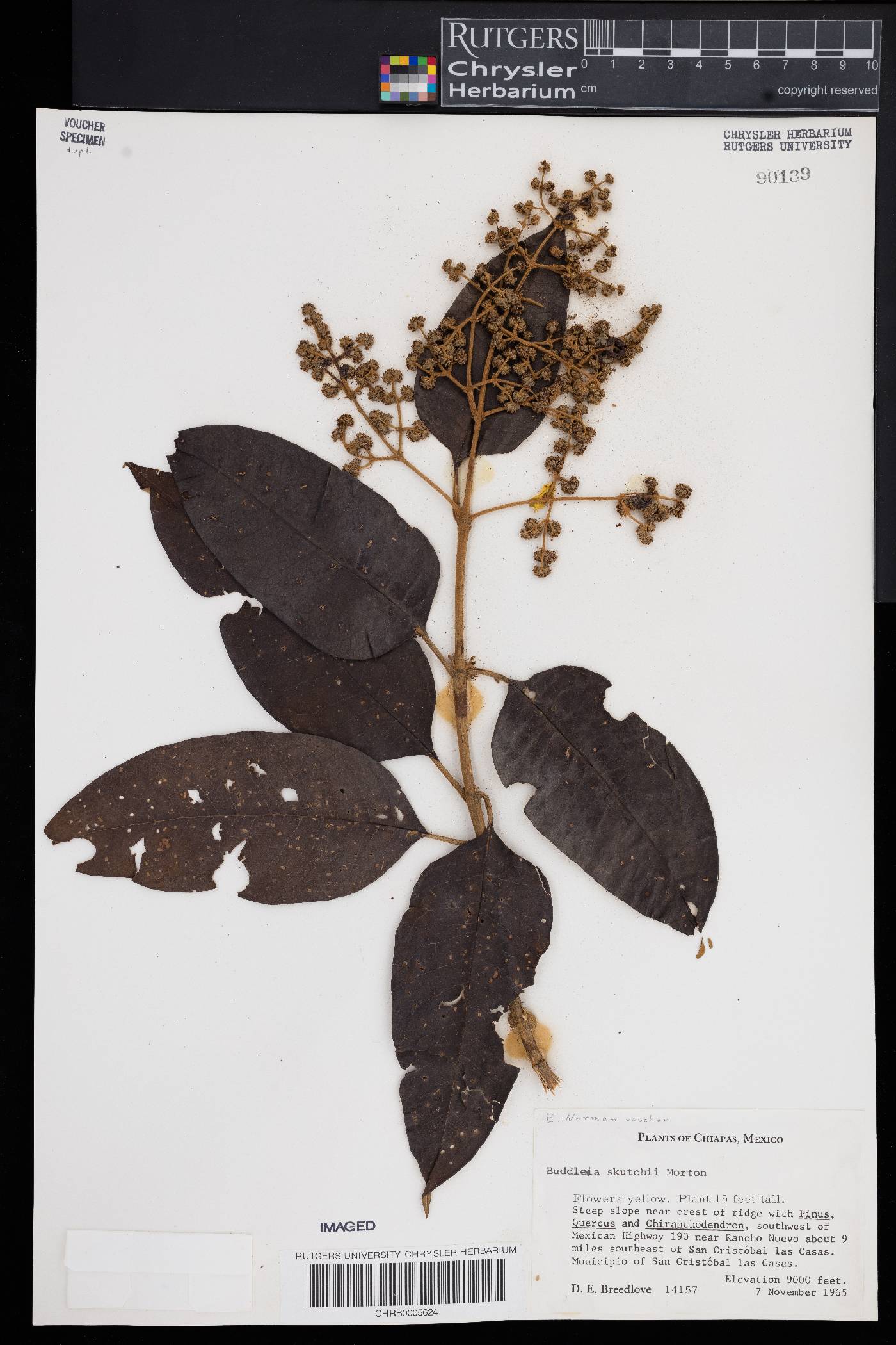 Buddleja skutchii image