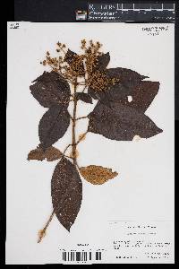 Buddleja skutchii image