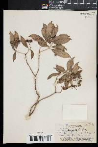 Labordia tinifolia image