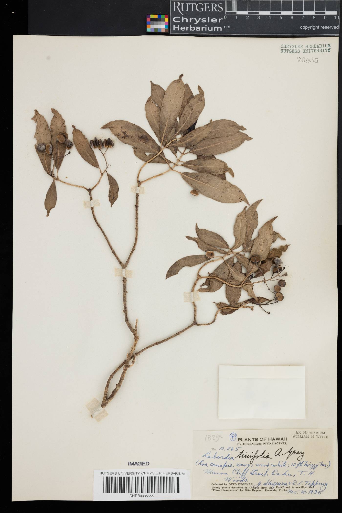 Labordia tinifolia image