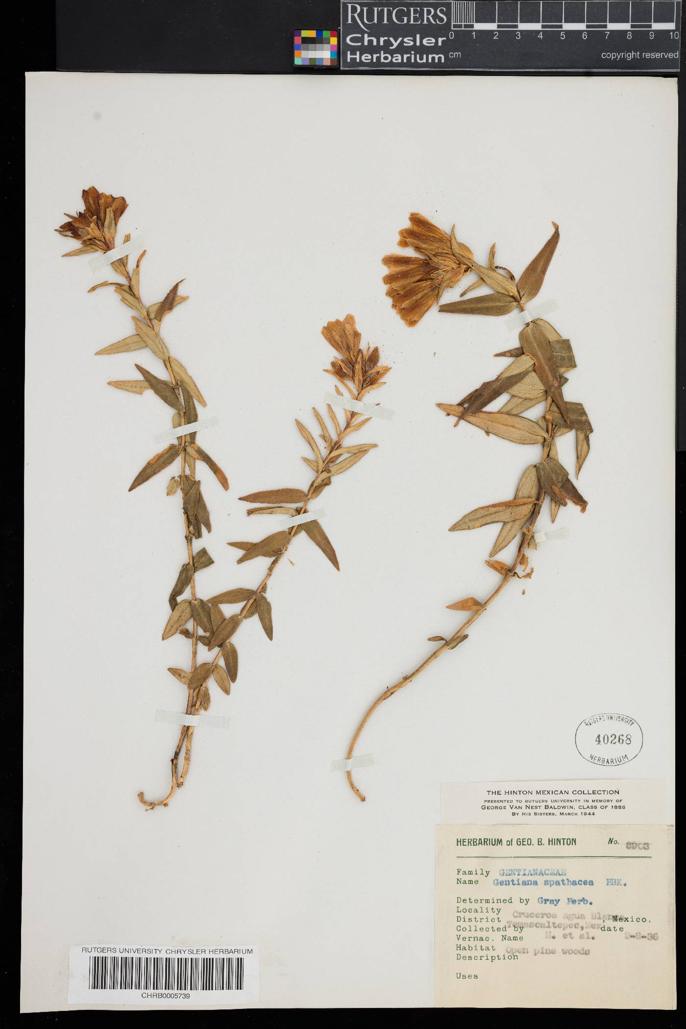 Gentiana spathacea image