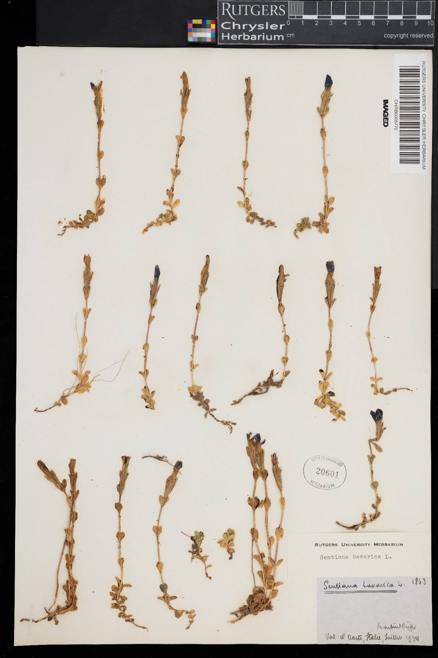 Gentiana bavarica image