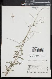 Desmodium strictum image