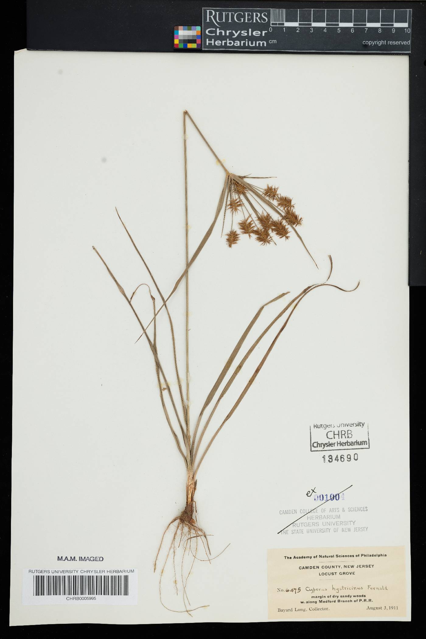 Cyperus hystricinus image