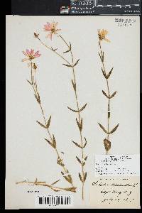 Sabatia dodecandra image