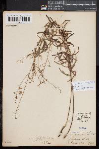 Desmodium strictum image