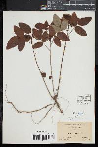 Desmodium laevigatum image