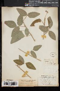 Desmodium laevigatum image