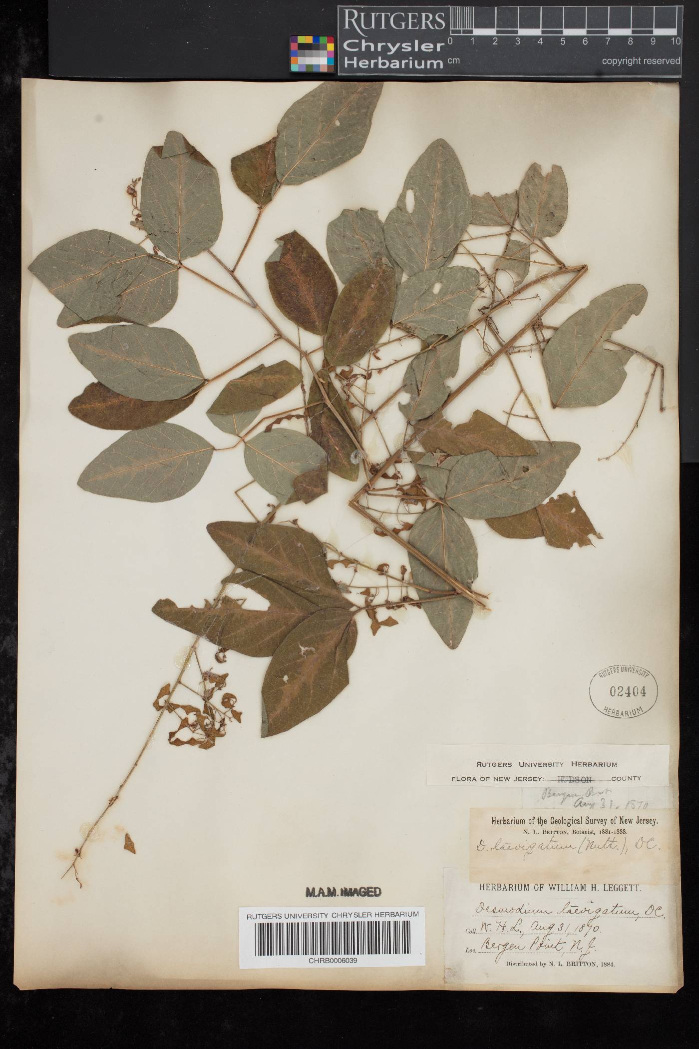 Desmodium laevigatum image