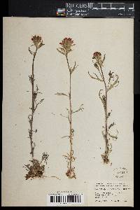 Castilleja coccinea image