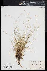 Carex trisperma image