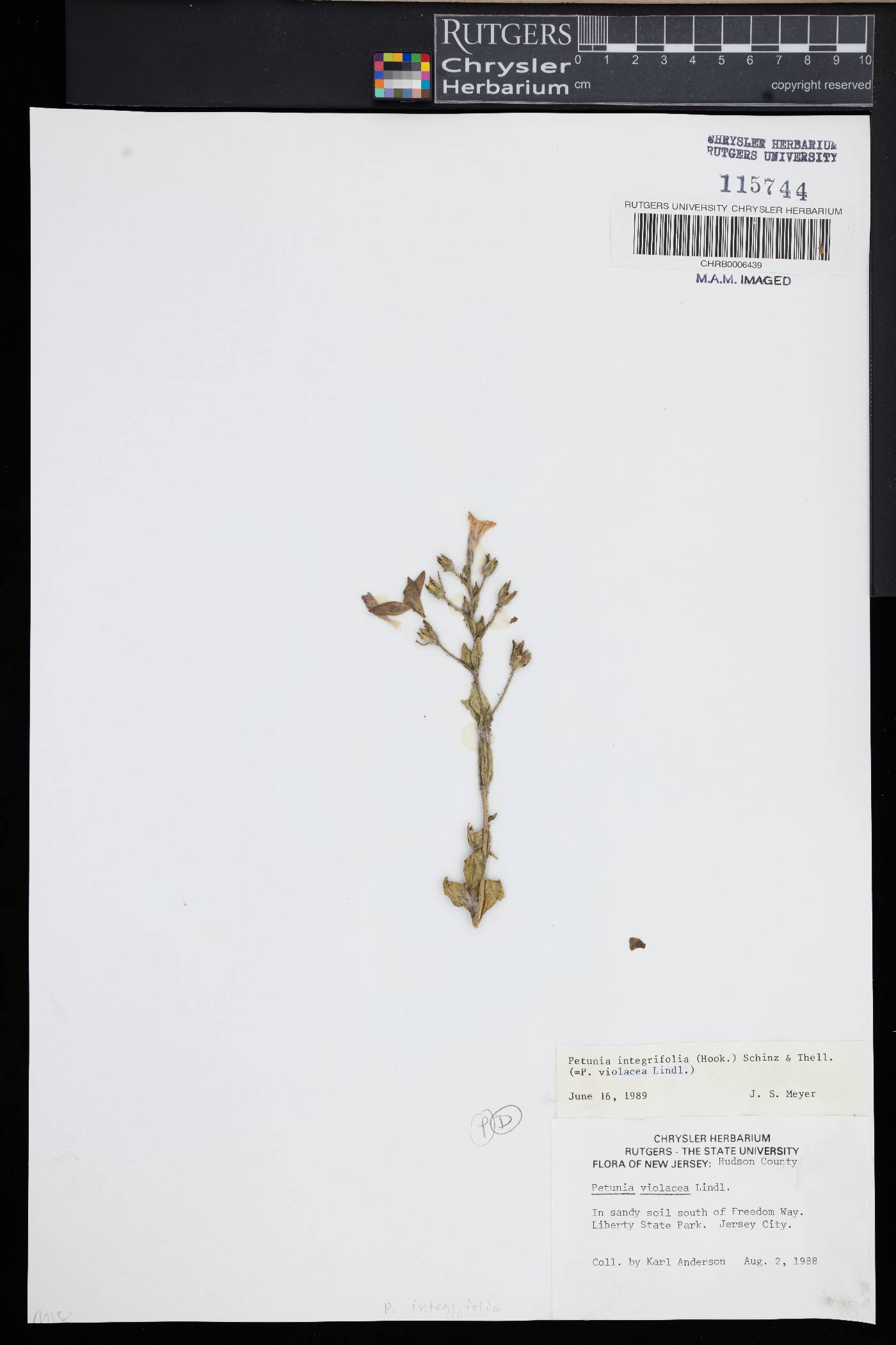 Petunia integrifolia image