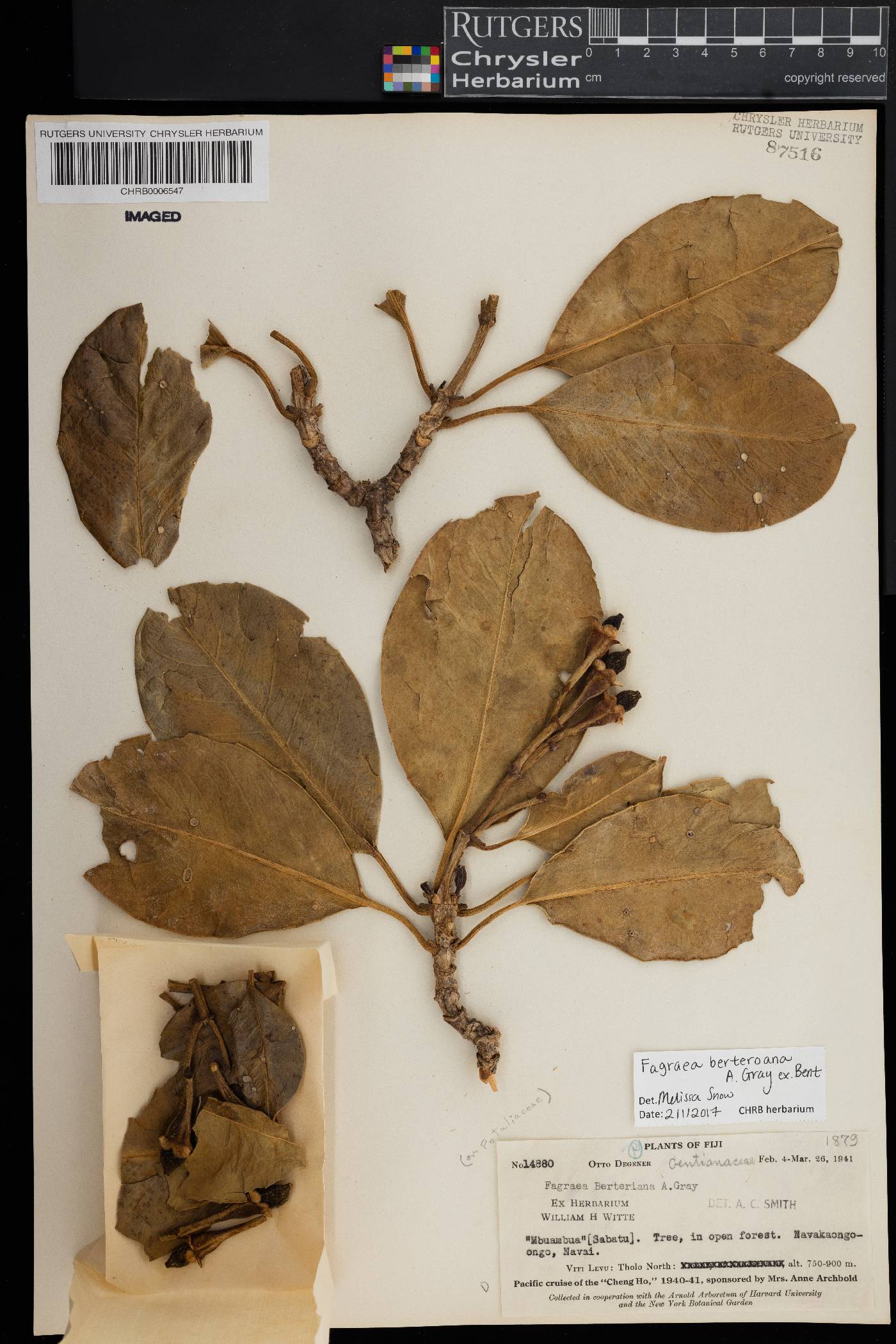 Fagraea berteroana image