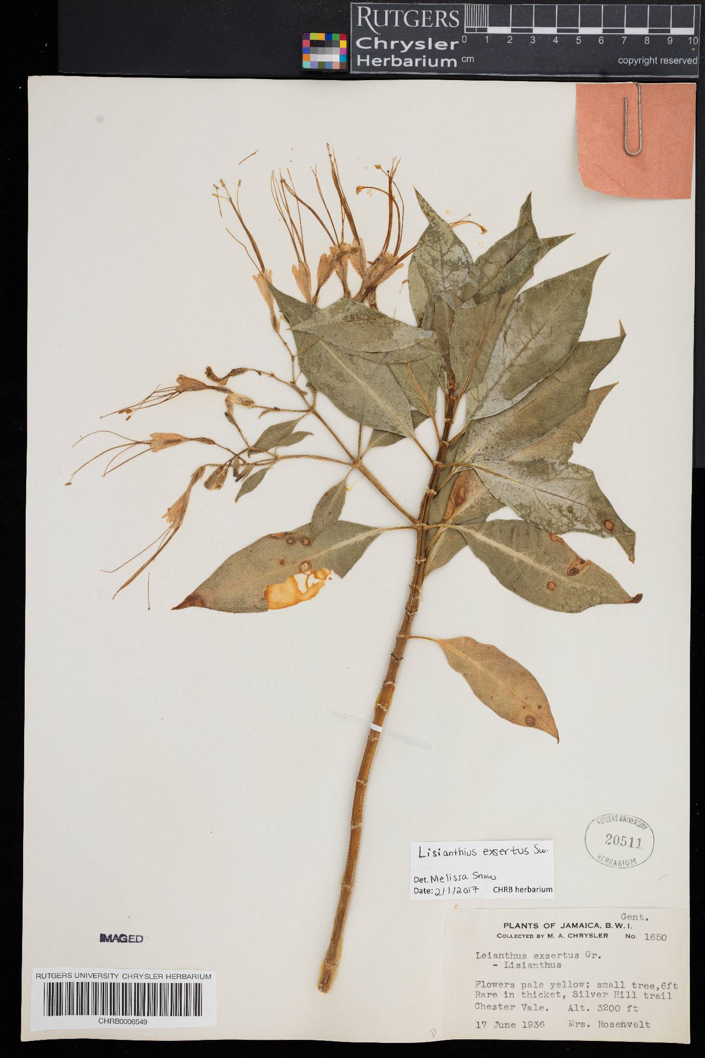 Lisianthus exsertus image