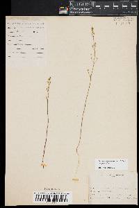 Bartonia paniculata image