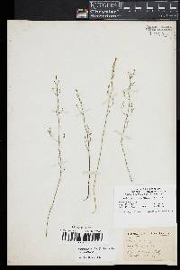 Bartonia paniculata image