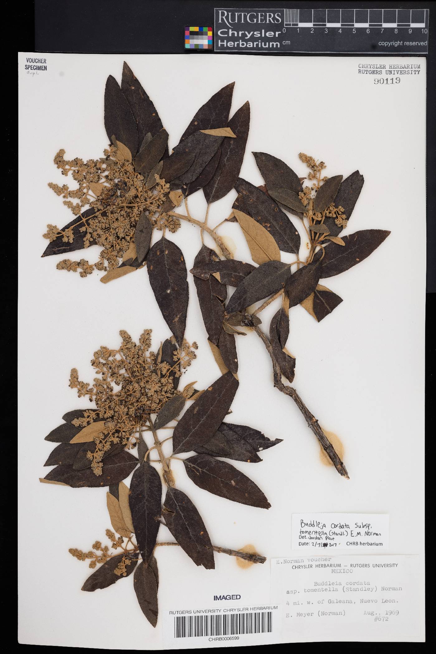Buddleja cordata image
