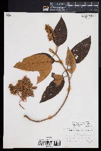 Buddleja cordata image