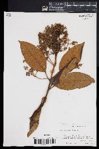 Buddleja skutchii image