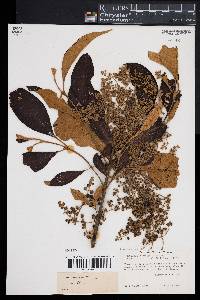Buddleja skutchii image
