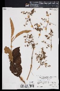 Buddleja skutchii image